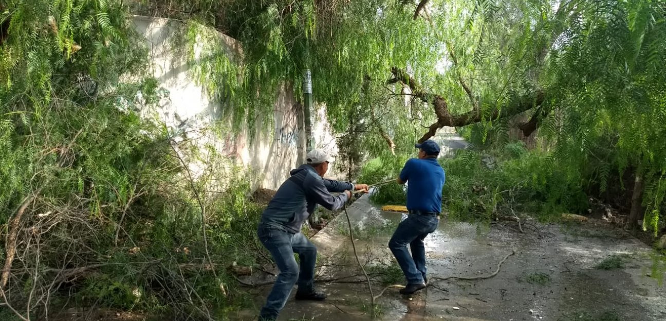 Por temporada de lluvias se fortalece revisión de árboles que representen riesgo para la ciudadanía