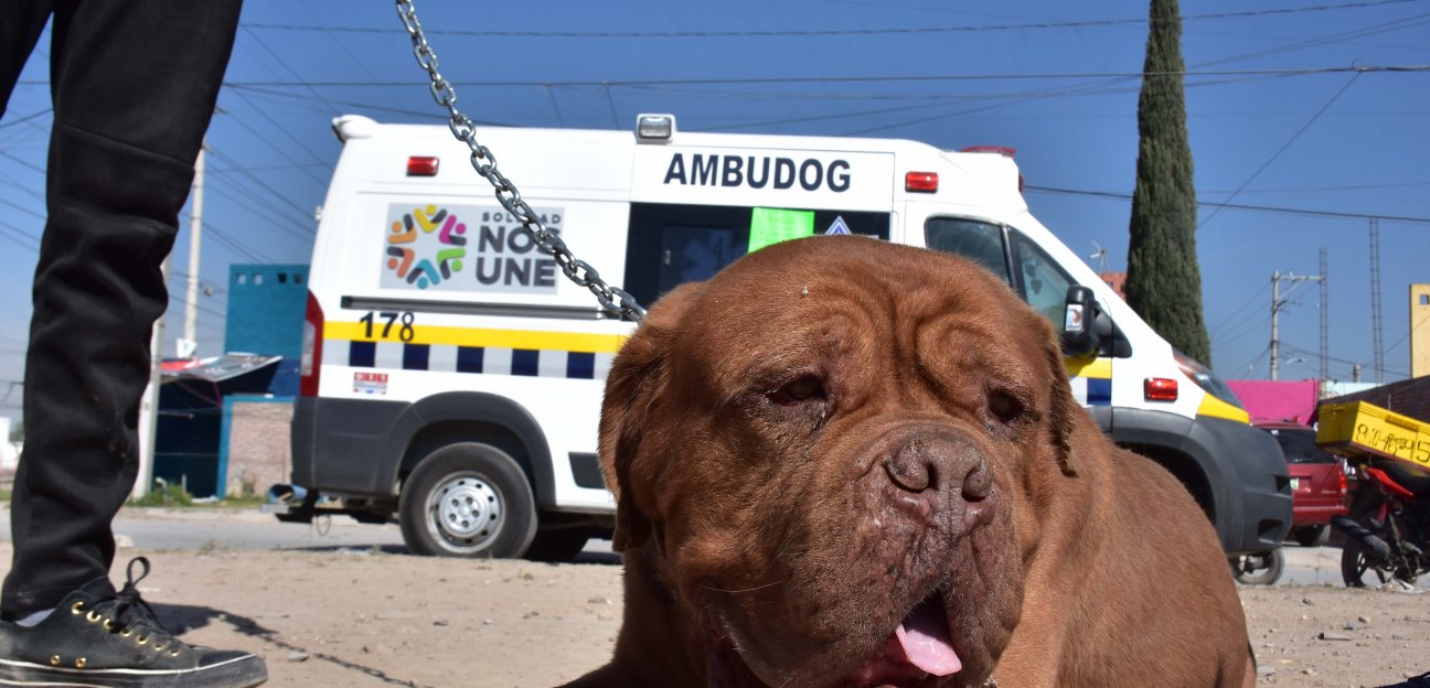 Ambudog ha brindado 10 mil 339 atenciones diversas, un completo programa integral de protección a animales