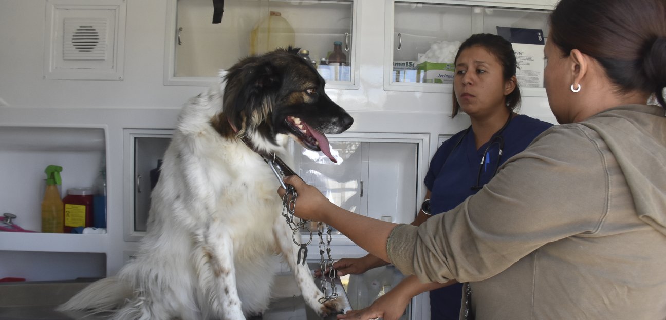 Más de 16 mil atenciones ofreció AMBUDOG 