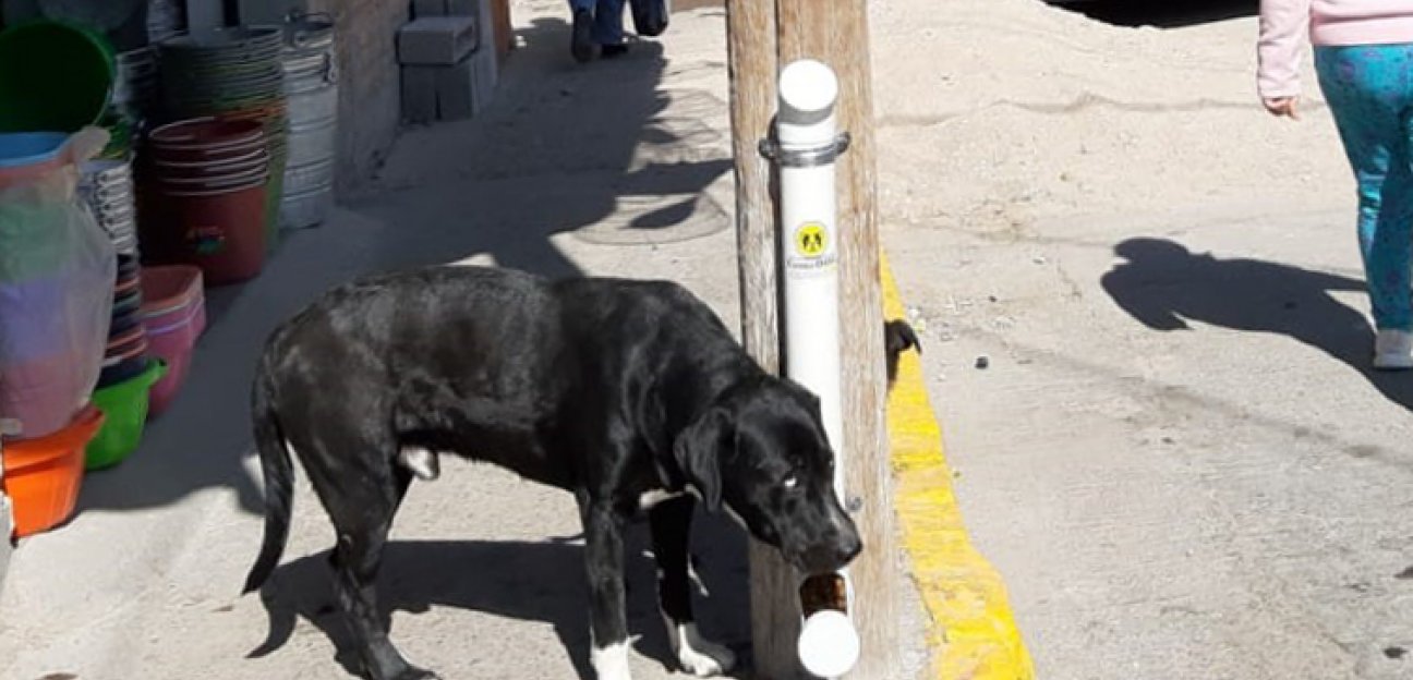 Favorable respuesta de la ciudadanía con el programa ComeDOG