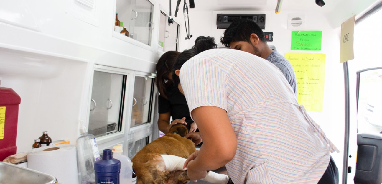 Continúa Ambudog con alta demanda en servicios de atención a mascotas
