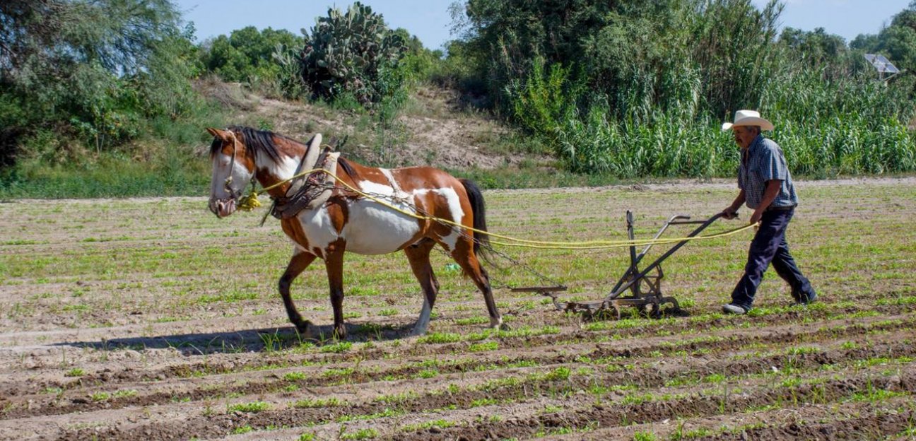 Sin afectaciones en cultivos de forraje ante últimos frentes fríos en Soledad