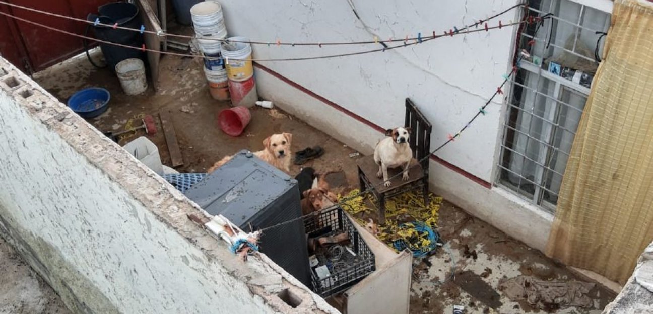 Dirección de Ecología soledense pendiente de las denuncias por maltrato animal