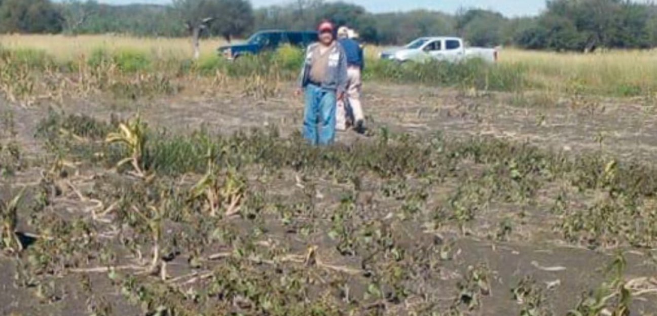 Se mantiene activo el monitoreo a cultivos en el municipio ante heladas