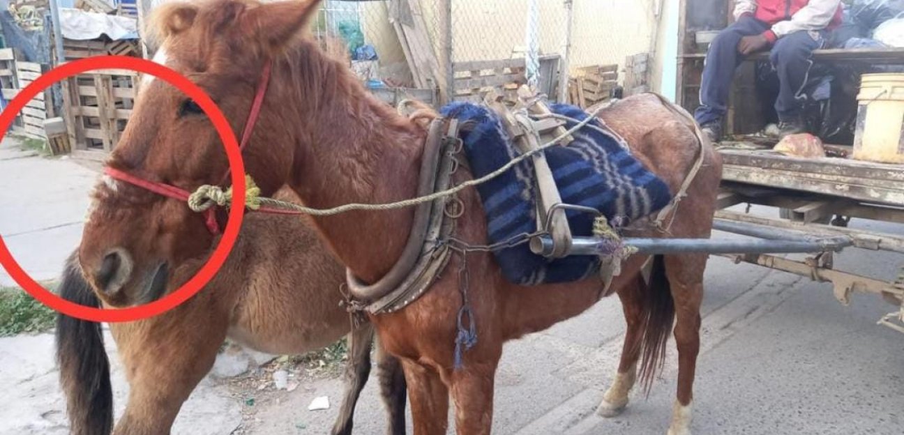 Continúan las acciones para detectar vehículos de tracción animal en el municipio de Soledad
