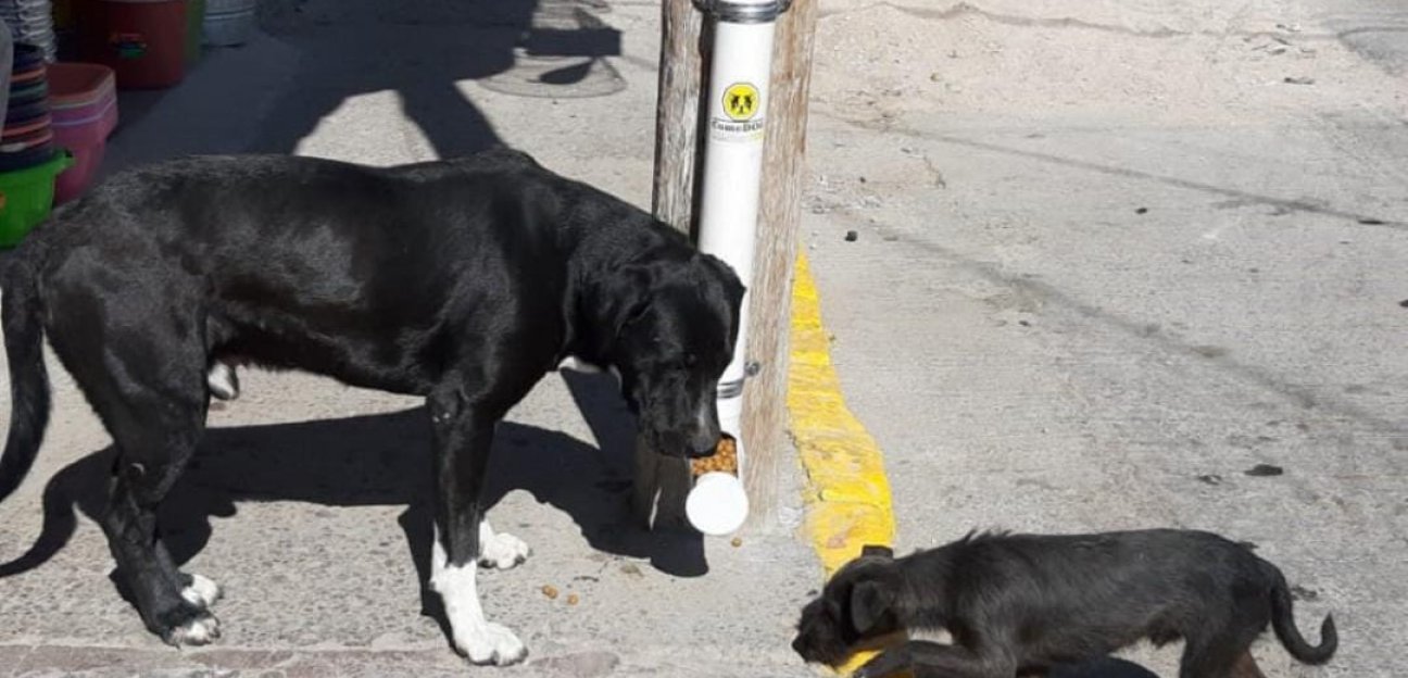 Instalarán más comedores para perros en condición vulnerable en Soledad