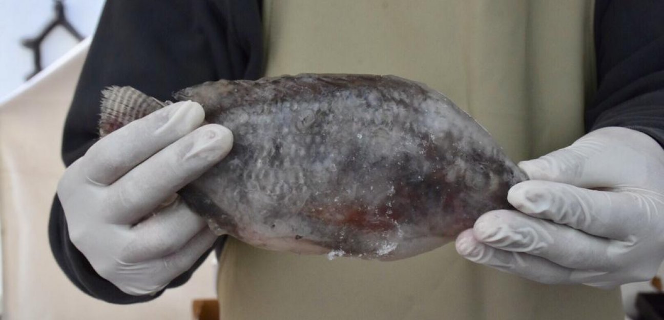 El Sistema Municipal DIF ofrecerá talleres para fomentar la adecuada preparación de platillos de cuaresma 