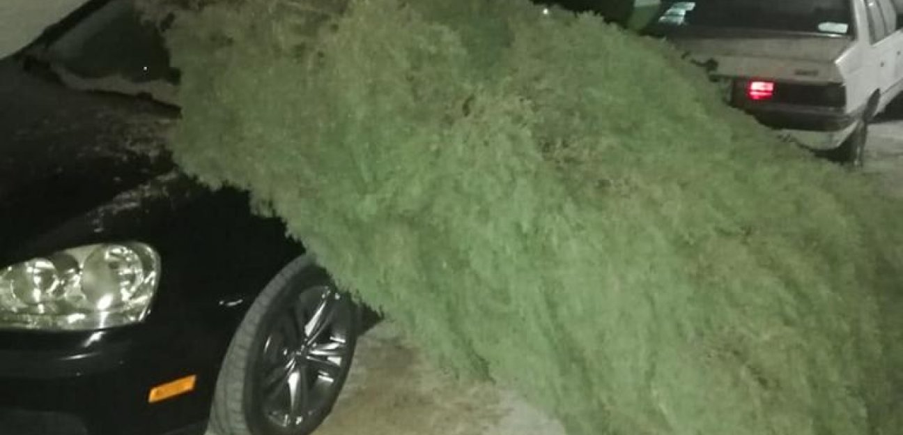 Protección Civil de Soledad da a conocer el saldo de los vientos registrados en el municipio