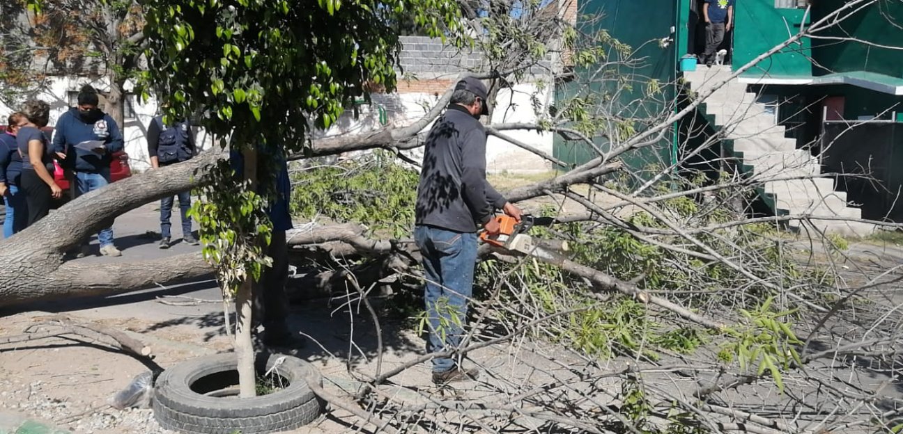 Protección Civil y Dirección de Tránsito de Soledad atienden reporte de árbol caído en San Felipe