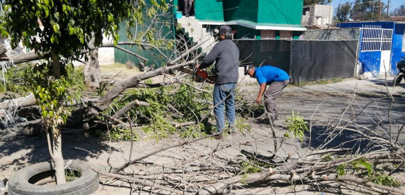 Parques y Jardines de Soledad retiran árboles en riesgo de caer de la vía pública