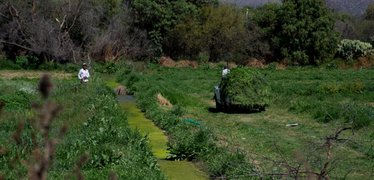 El encapsulado de aguas negras del Morro beneficiará principalmente a productores de zacate forrajero entre otros