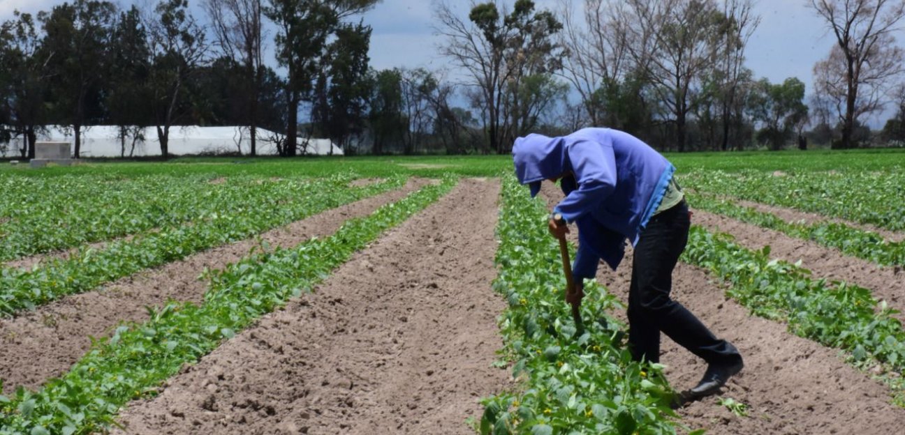 Ayuntamiento de Soledad se mantiene pendiente de posibles daños que pueda causar el estiaje al campo