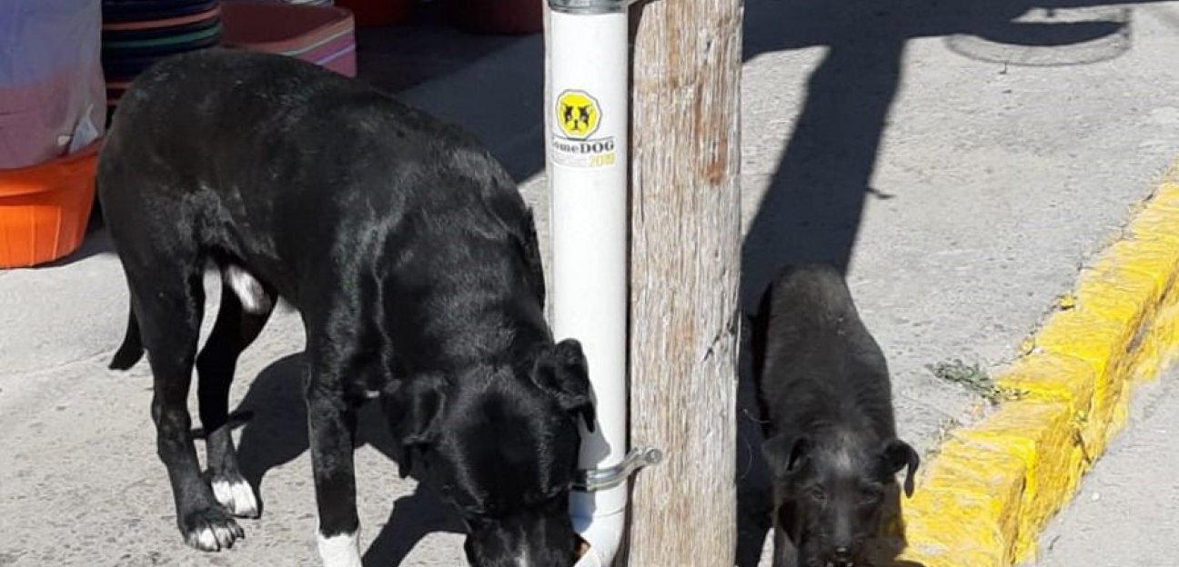 En próximos días iniciará la instalación de nuevos comedog en Soledad de Graciano Sánchez