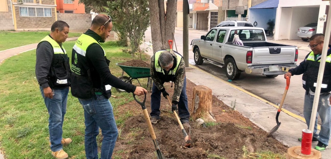 La dirección de Ecología del ayuntamiento de Soledad realizó trasplante de un árbol ficus de más de seis metros de altura 