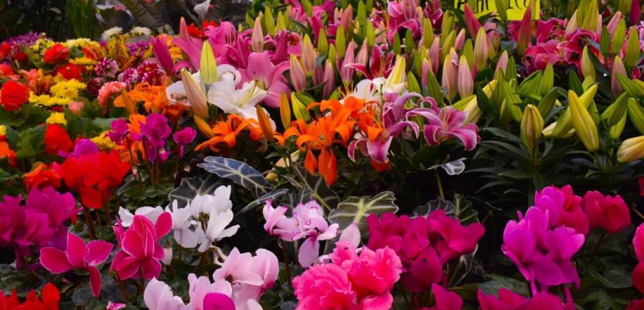 Todo listo para la Feria de las Flores en Soledad de Graciano Sánchez en su edición 2022