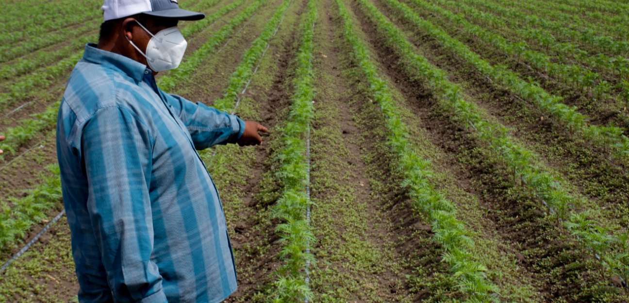 En Soledad de Graciano Sánchez ha iniciado la siembra de flor de cempasúchil 