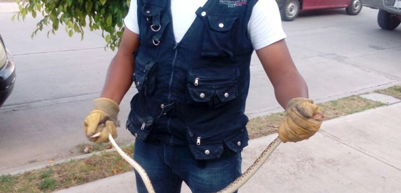 Protección Civil atento a la fauna en hogares por altas temperaturas 