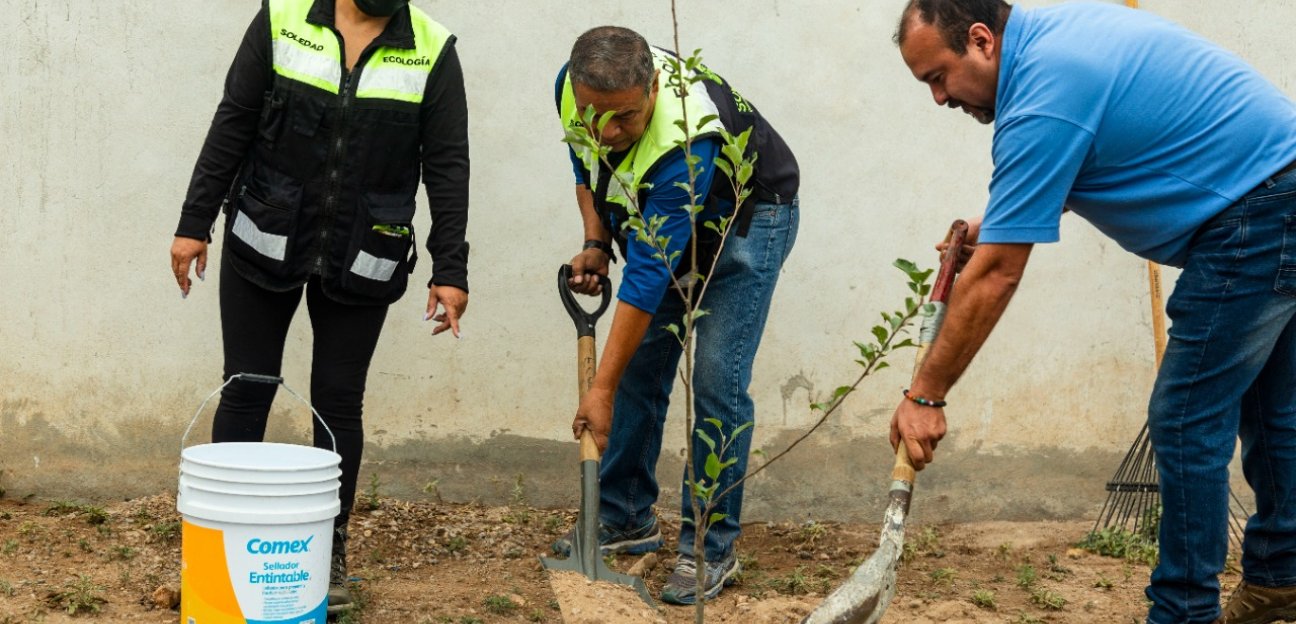 Siguen las jornadas para reforestar algunas zonas de Soledad