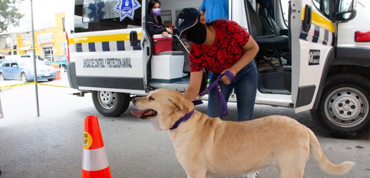 Ambudog brinda atención medica a más de 180 animalitos por semana 