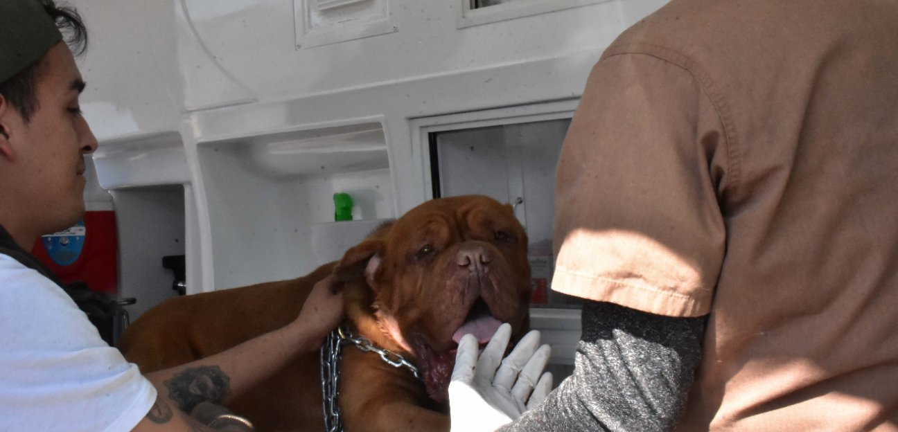 La coordinación de Ecología invita a campaña de esterilización de mascotas