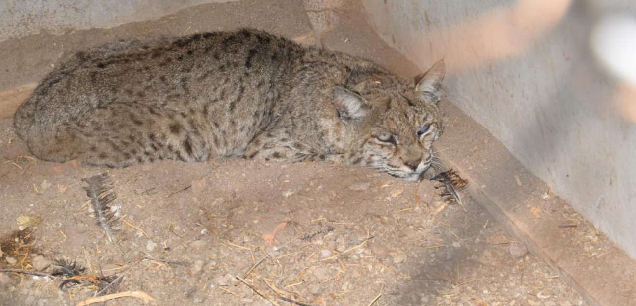 Protección Civil y Ecología Municipal atiende el llamado de alerta por la presencia de un gato montés en el ejido Soledad