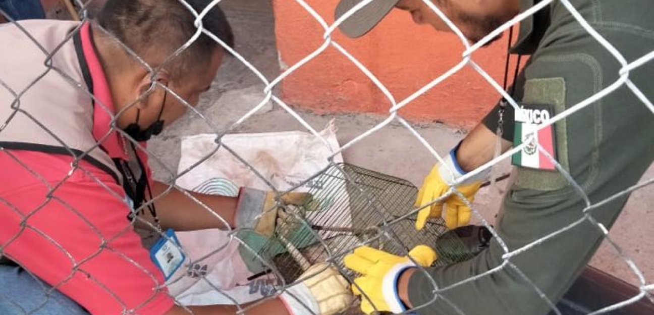 Protección Civil de Soledad aseguró una víbora de cascabel en Praderas del Maurel