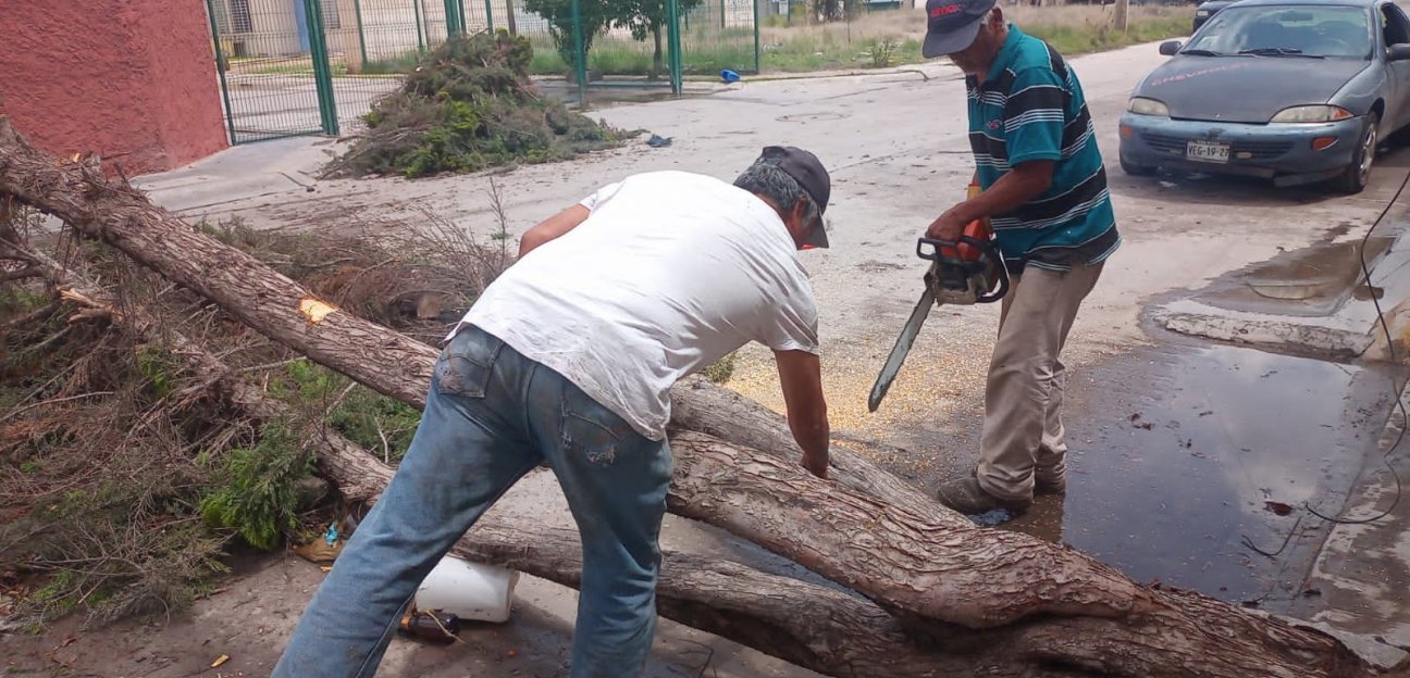 Áreas municipales brindaron atención a reportes ciudadanos por árboles caídos 