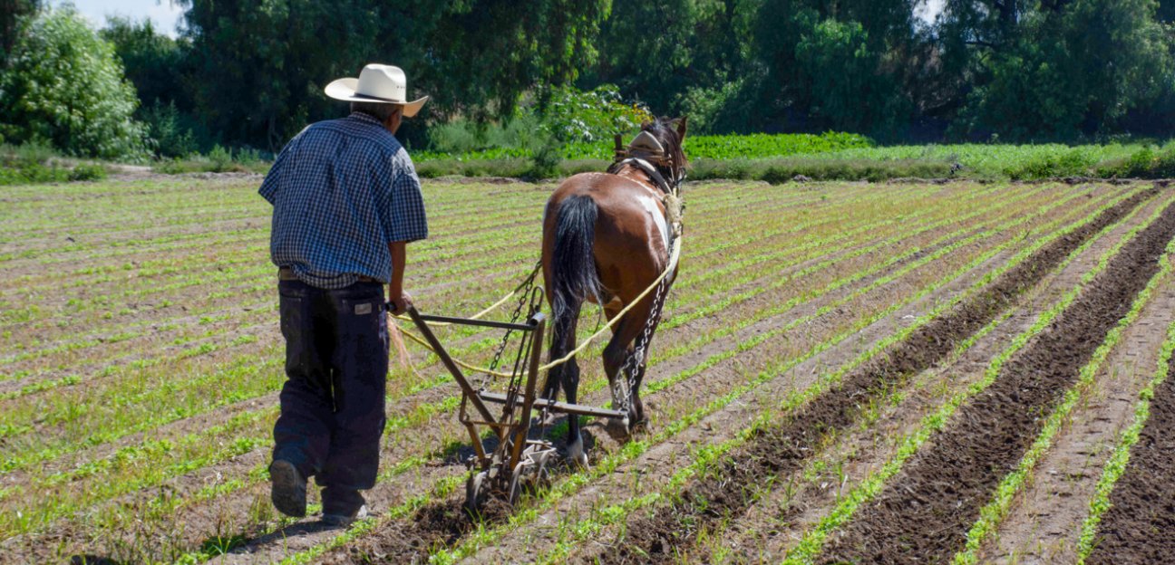 En Soledad se comenzó la siembra de avena y cebada gracias a las recientes precipitaciones pluviales 
