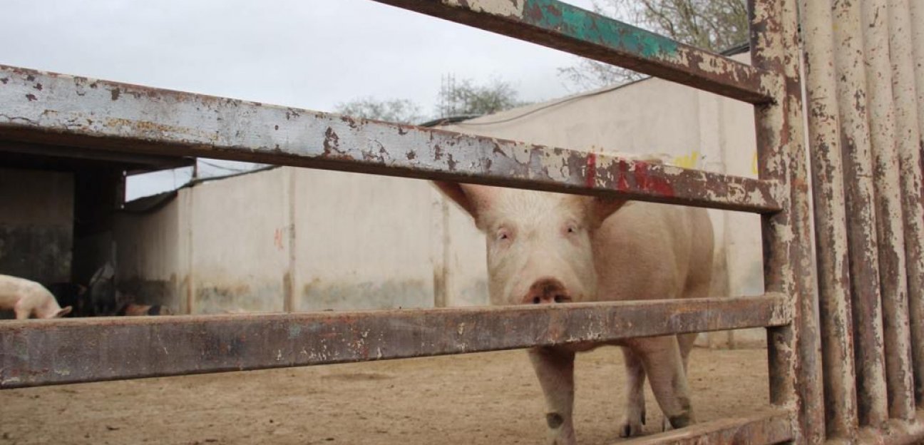 Se prevé un incremento del 50 por ciento en las operaciones del Rastro Municipal de Soledad por fiestas patrias