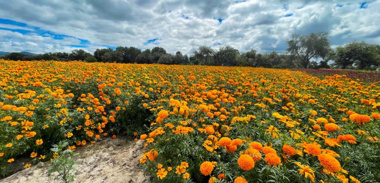 Las lluvias registradas en Soledad favorecieron a productores de flor de cempasúchil 