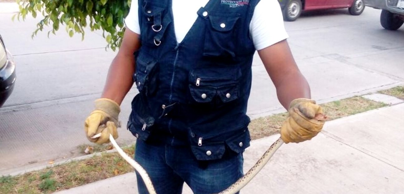 Protección Civil de Soledad atiende reportes de fauna silvestre en casas habitación 