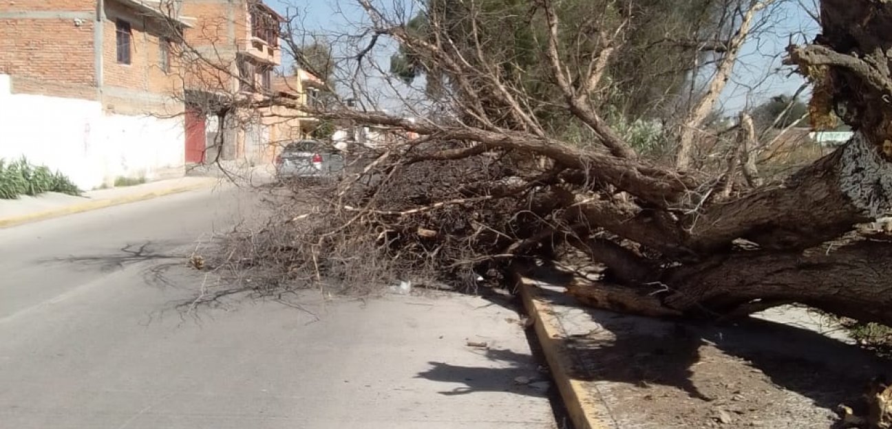 Protección Civil de Soledad permanentemente atenta ante las ráfagas de viento