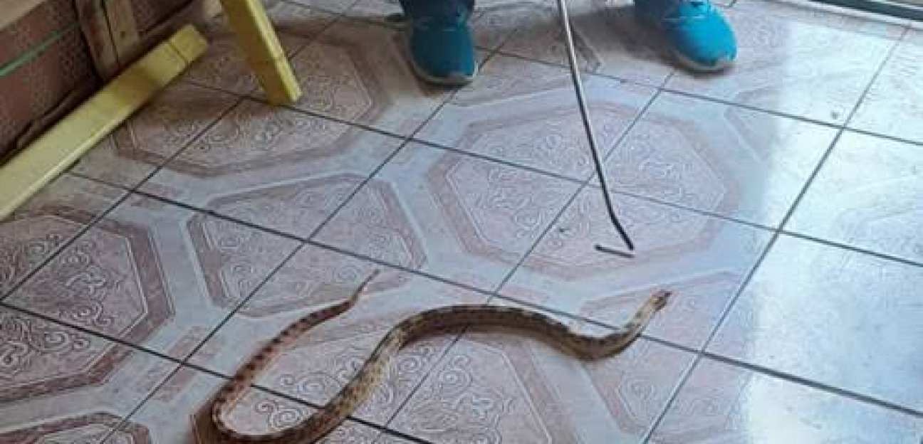 Protección Civil de Soledad atiende reportes de fauna silvestre en casas habitación del municipio