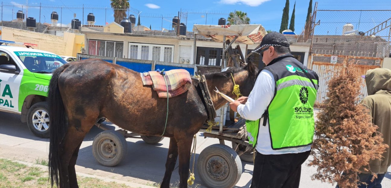 La dirección de Ecología continúa con los operativos para detectar vehículos de tracción en las calles de Soledad