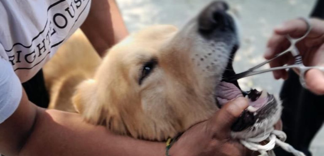 AMBUDOG continúa recorriendo las calles y colonias de Soledad