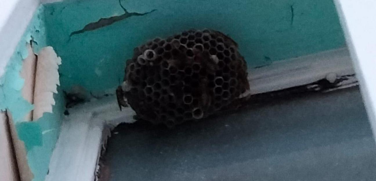 Protección Civil de Soledad redobla actuación por presencia de colmenas en viviendas