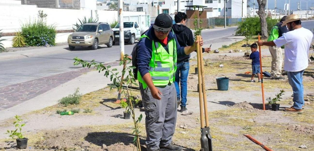 Continúan jornadas de reforestación en colonias de Soledad