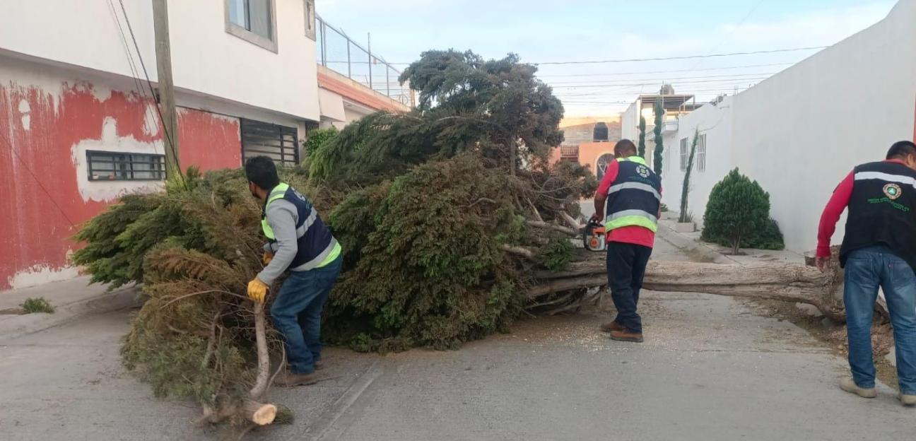 Soledad de G.S. atiende reportes por fuertes vientos y emprende acciones preventivas