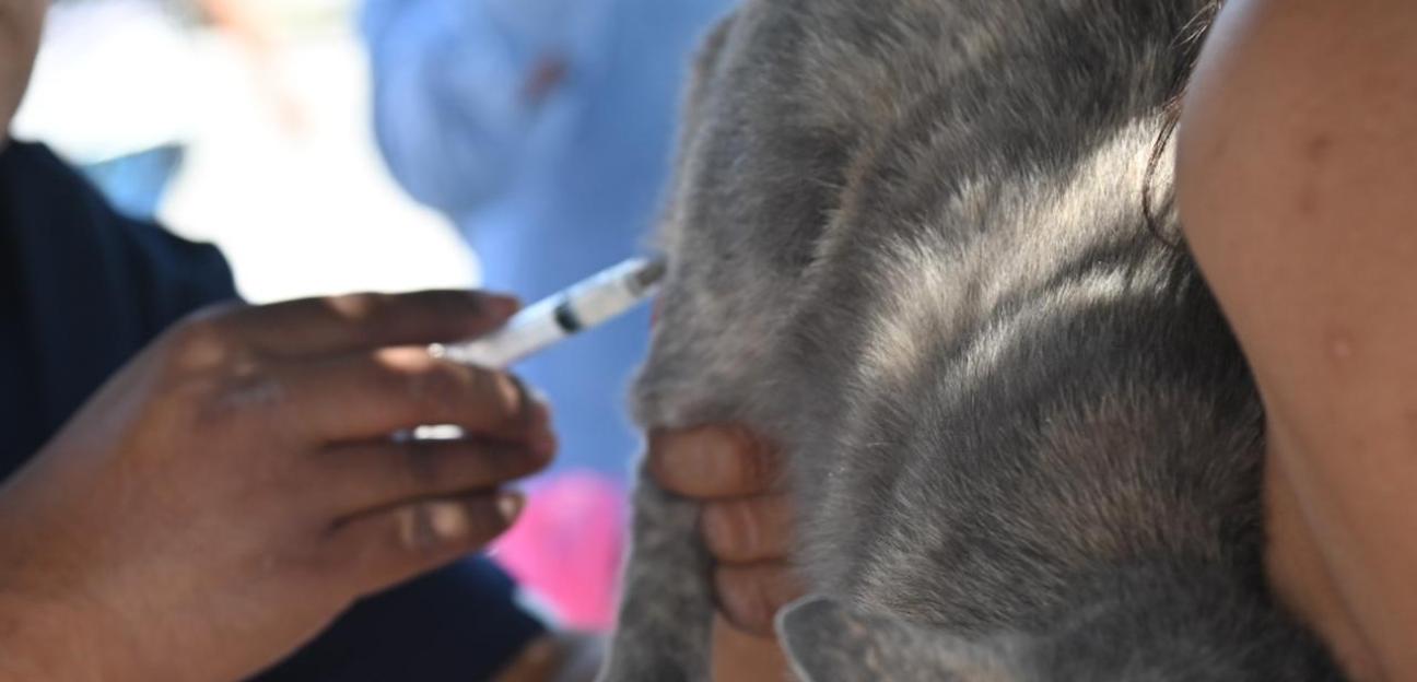 Soledad de G.S. realiza vacunación antirrábica gratuita para perros y gatos