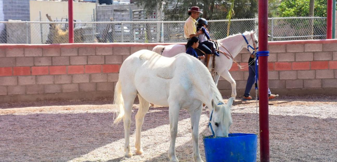 Beneficios notables en pequeños pacientes con sesiones de equinoterapia, en Soledad