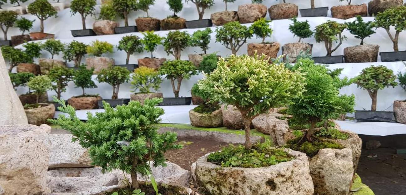 Comienza la asignación de espacios para Festival de las Flores en Soledad 