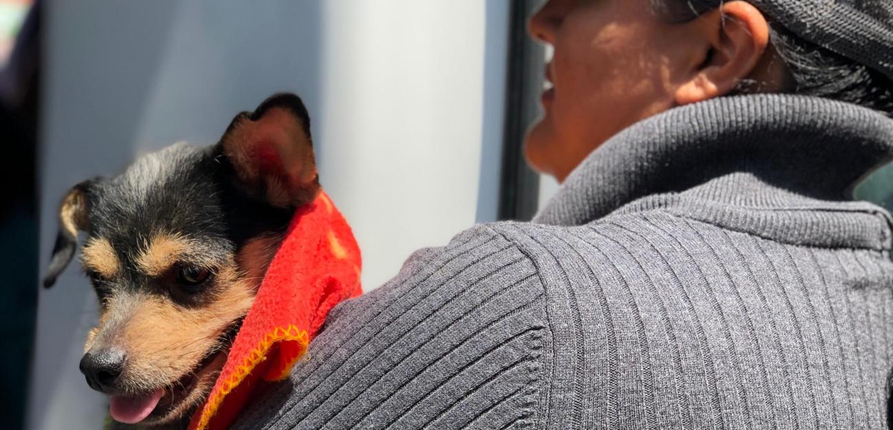 Municipio de Soledad invita a jornada de adopción de mascotas, este domingo