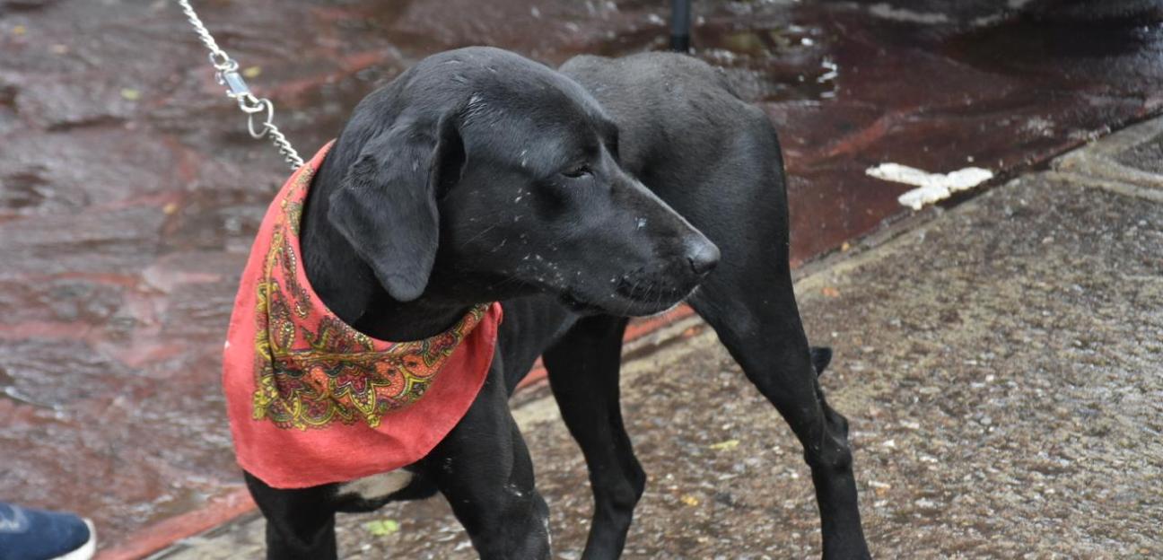Soledad de Graciano Sánchez promueve dignidad animal, con adopción canina y felina