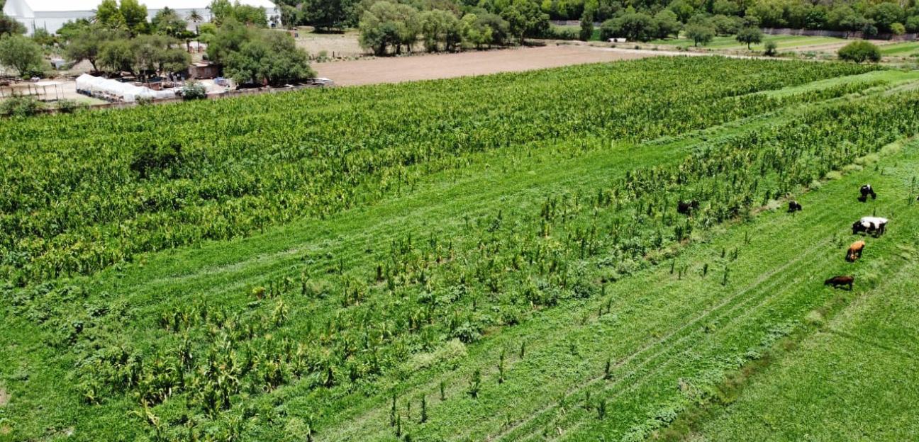 Acciones preventivas favorecieron al campo soledenses, durante lluvias