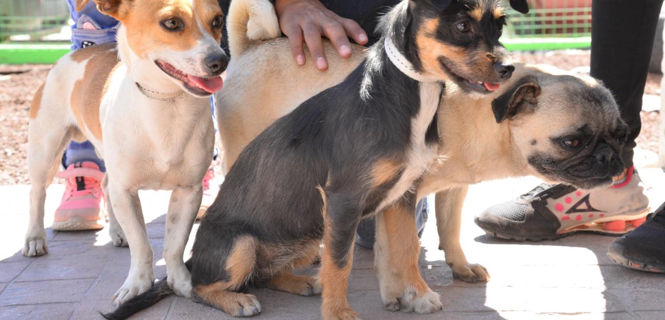 Activismo a favor del bienestar animal reconoce acciones del Ayuntamiento de Soledad 