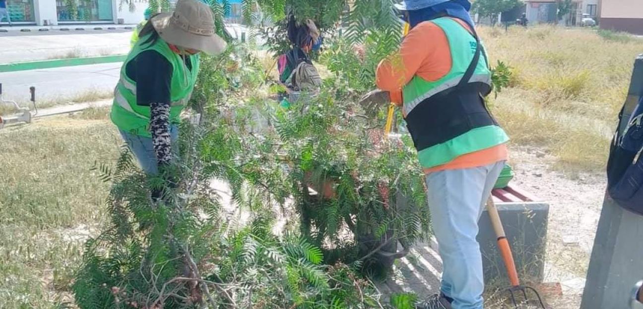 Con mantenimiento de áreas verdes, Soledad de G.S. mantiene su agenda ambiental