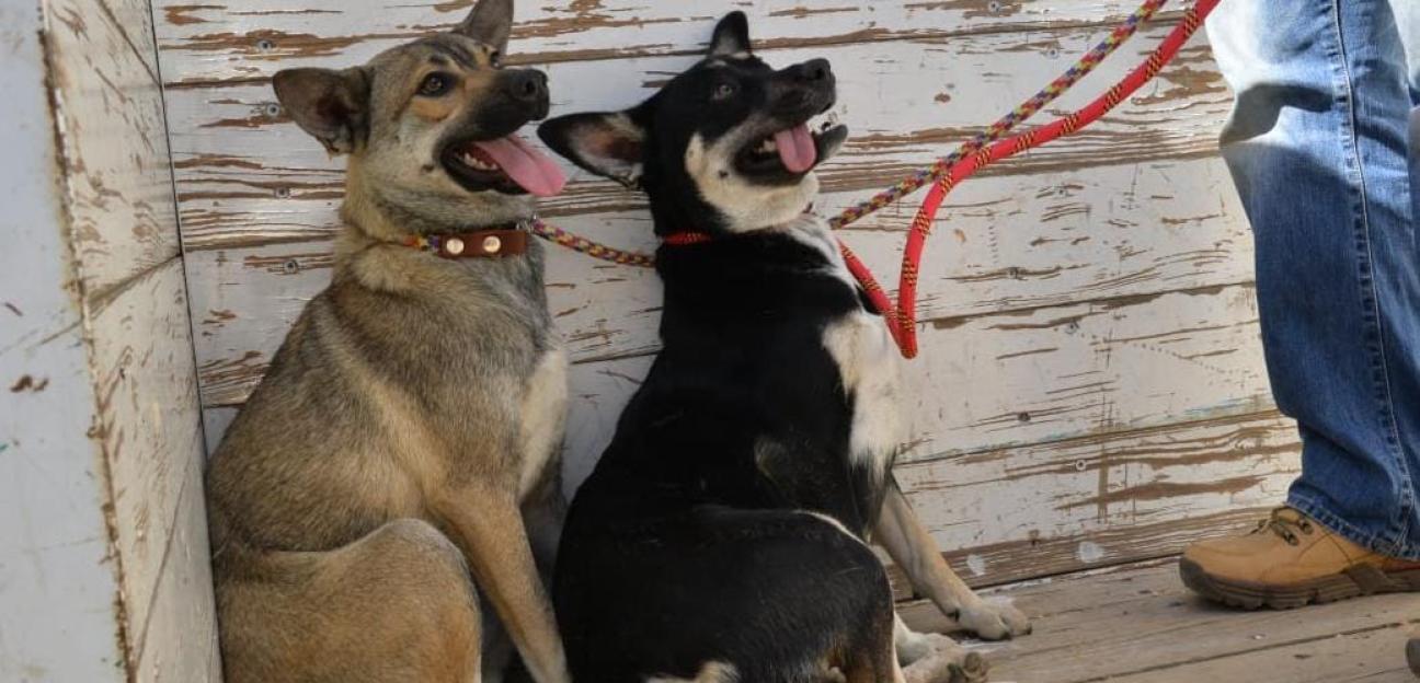 Ayuntamiento de Soledad rescata a dos canes en abandono en Fraccionamiento Nuevo Foresta