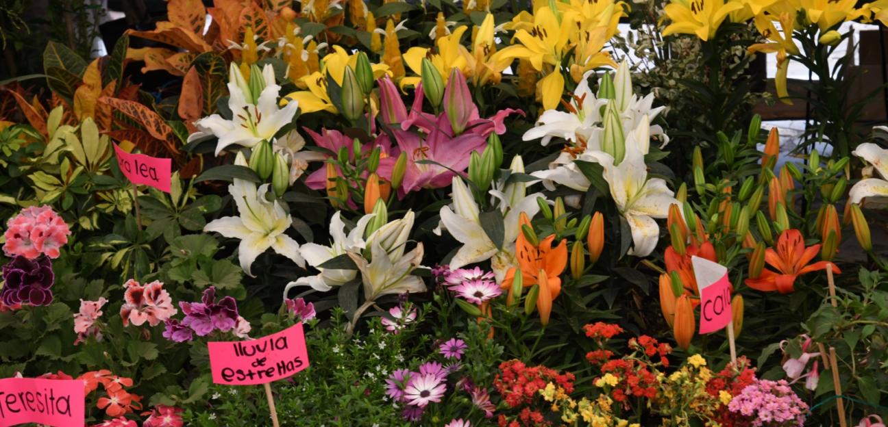 Expositores en la Feria de las Flores en Soledad reconocen promoción y altas ventas