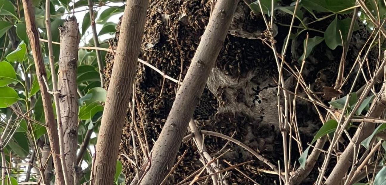 Con capacitación, Protección Civil de Soledad atiende llamados por presencia de enjambres