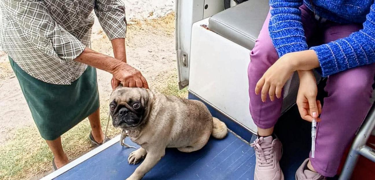 Ambudog acerca servicios veterinarios gratuitos a cientos de colonias de Soledad
